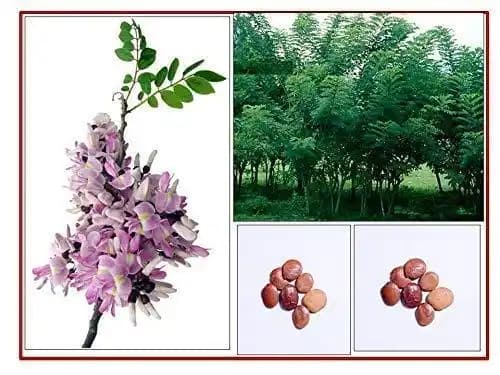 RK Seeds - Gliricidia Seed, Gliricidia tree seeds, Gliricidia sepium, Best For Live Fencing - GLIRICIDIA SEPIUM TREE SEEDS, Fodder seeds, cattle seeds - Image 2