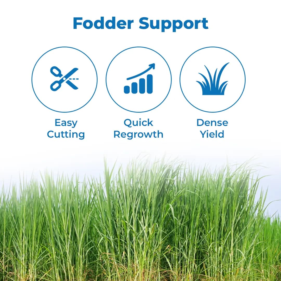 Sri Sai Forestry Red Napier Grass Seeds (MP Chari) Animal Fodder Seeds, For Summer and Rainy Seasons - Image 3