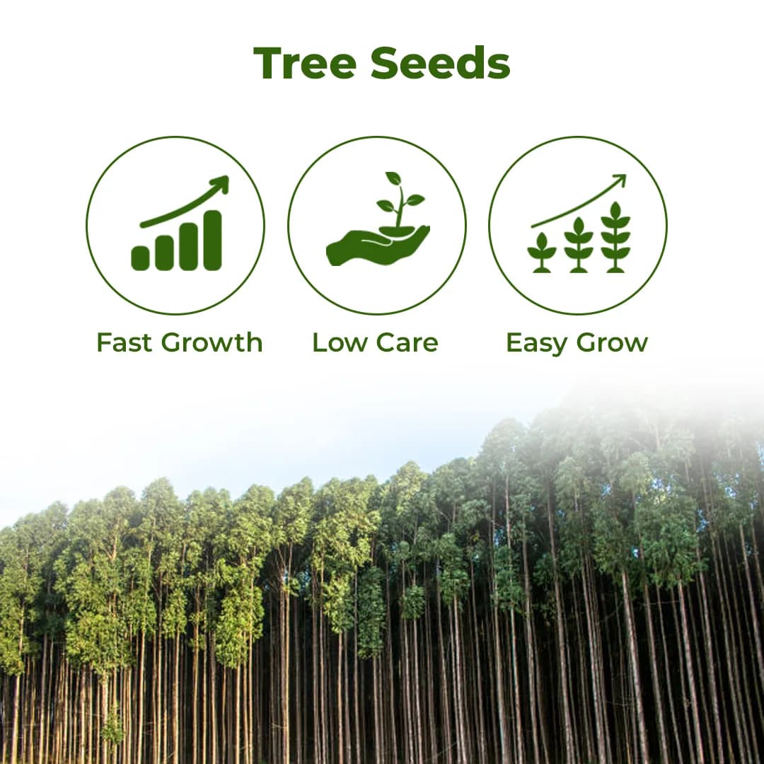 Sri Sai Forestry Eucalyptus (Nilgiri) Seeds - Image 3