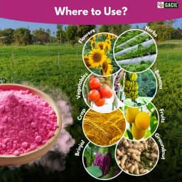 GACIL Plus Complete NPK 19:19:19 Fertilizer For Lush Vegetables, Juicy Fruits, And Stunning Flowers 9