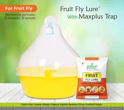 Maxplus Trap with Fruit Fly Lure (Bactrocera Correcta, Zonata, Dorsalisa Pheromone Lure) For Mango, Guava, Sapota, Citrus, Banana, and Papaya 8