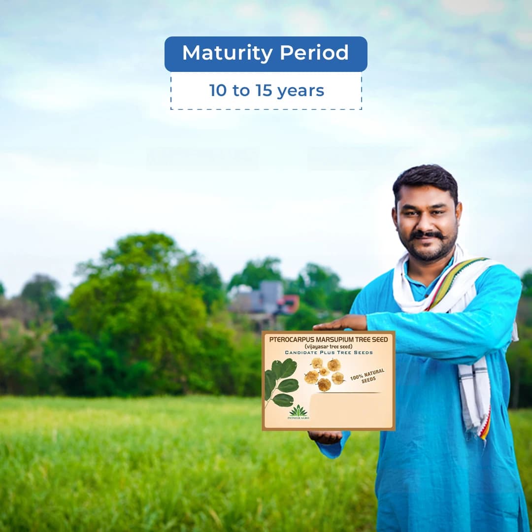 Pterocarpus Marsupium (Vengai) Tree Seed enhance the beauty of garden, landscapes, commercial crops, etc. - Image 5