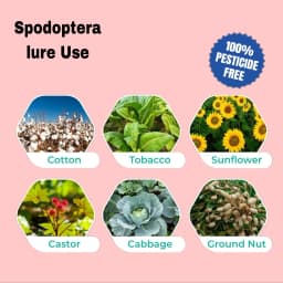 SK Agrotech Spodoptera Litura Cotton Leafworm Pheromone Trap With Lure - Effective Monitoring and Control 8