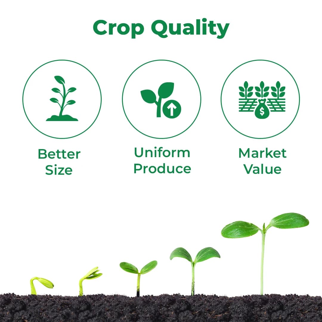 Anand Bold Size (Grapes Special) Bio Stimulant, For Size, Growth, Color And Shelf Life Of Grapes - Image 3