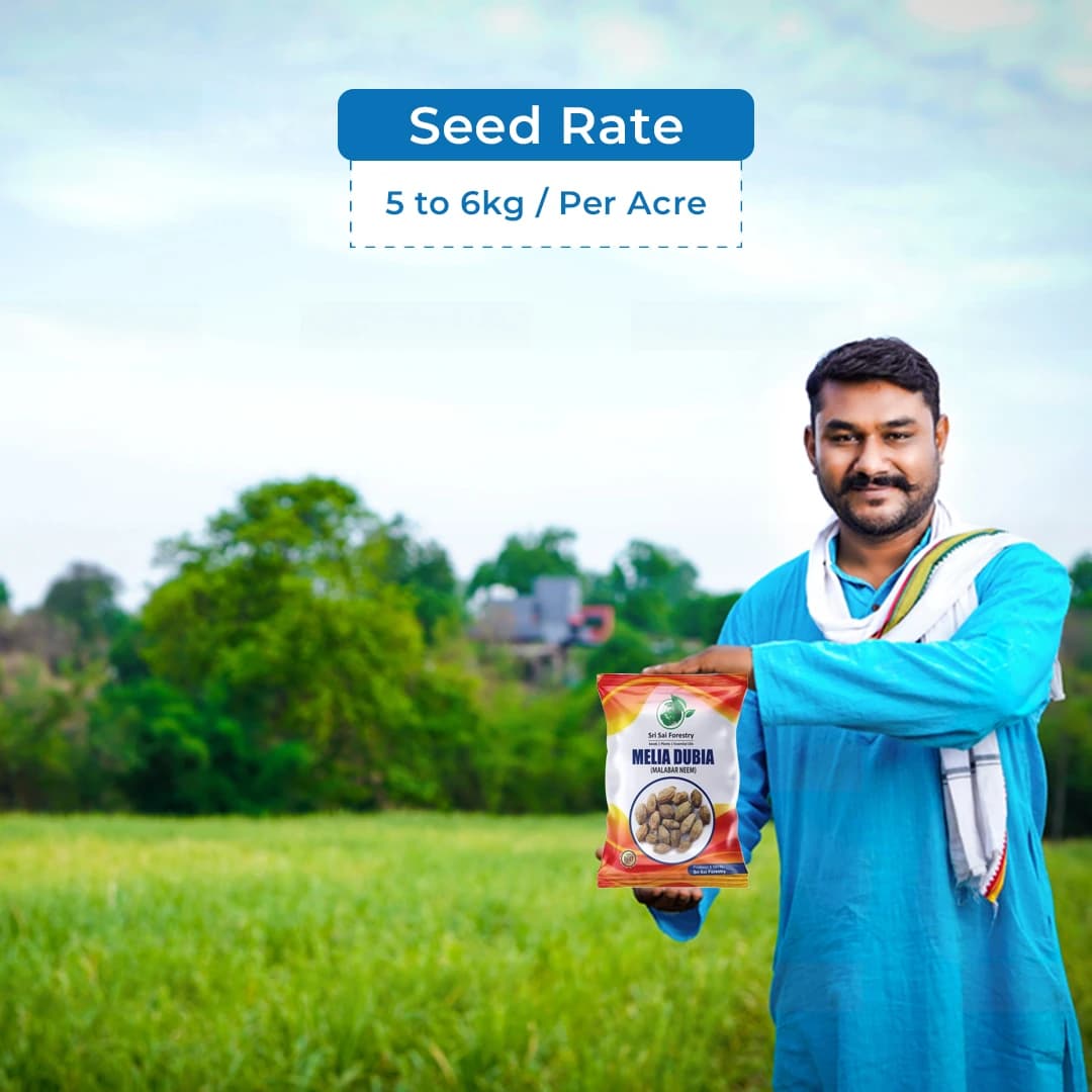 Sri Sai Forestry Melia Dubia Seeds (Malabar Neem) - Image 5