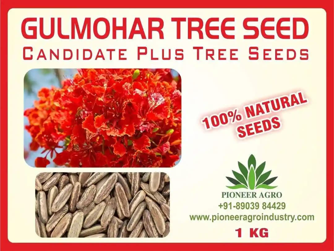 Gulmohar - Delonix Regia, Great For Indoor and Outdoor Terrace Gardening.