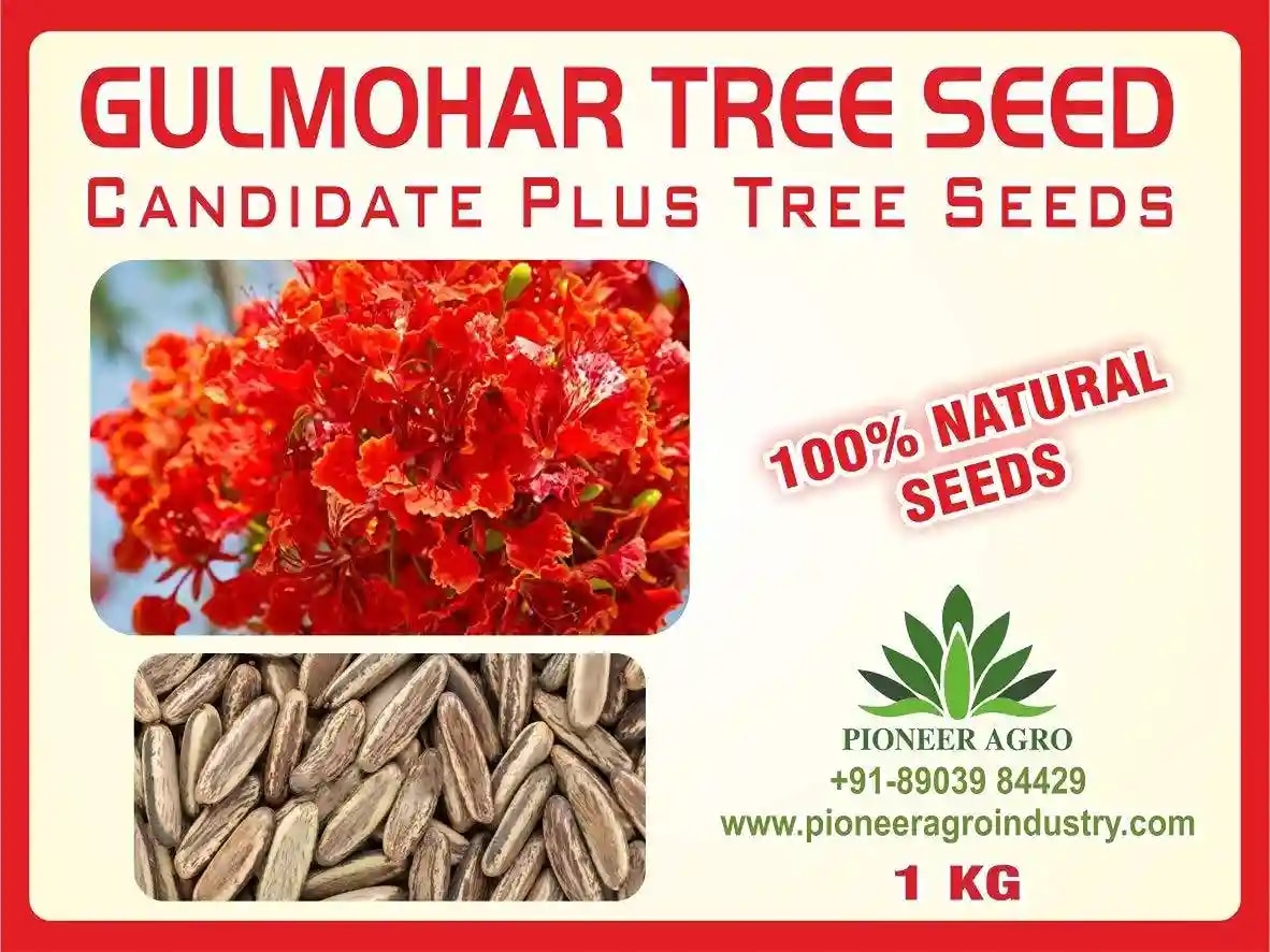 Gulmohar - Delonix Regia, Great For Indoor and Outdoor Terrace Gardening.