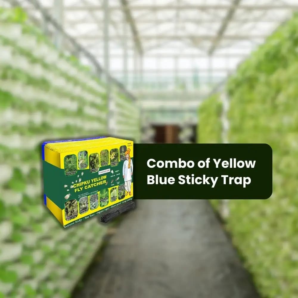 Chipku A5 Yellow & Blue Sticky Trap For Insects, For Garden & Agriculture To Control Whiteflies, Aphids, Thrips, Jassids - Image 6