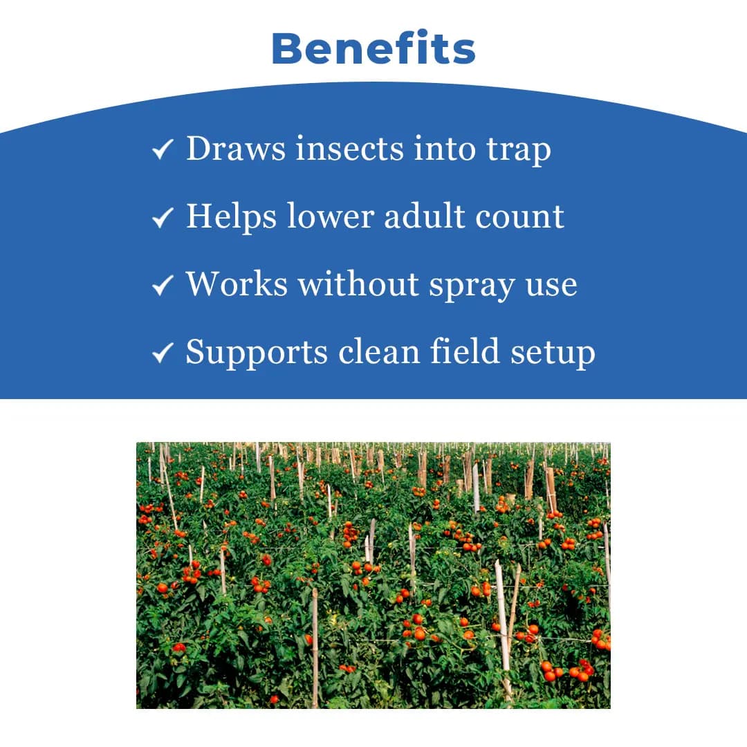 Water Pheromone Trap With TU-TOM Pheromone Lure (Tuta Absoluta ,Tomato Leafminer) for Tomato, Cherry Tomato, and Potato. - Image 4