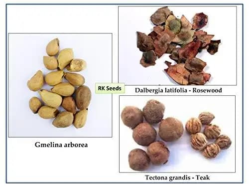 RK Seeds - Tree seeds Teak Wood Seeds (Tectona Grandis) sagwan seeds + Rosewood tree Seed + Gmelina arborea Tree Seeds, Gamhar, Gmelina arborea - Image 4