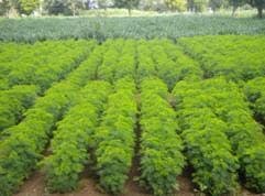 SK ORGANIC Combo Pack (Alfalfa Lucerne seeds 500 Gm + Hedge Lucerne Seeds 500 Gm) Velimasal-Dasrath Seeds - Image 1
