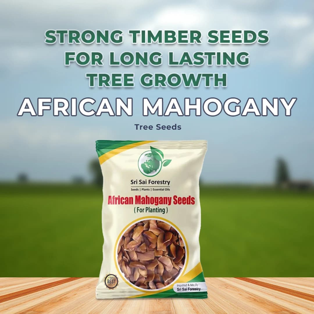 Sri Sai Forestry African Mahogany Tree Seeds, Swetania Mahogani Plant Seed - Image 2