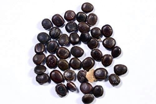 SRI SAI FORESTRY - Arabic Gum (Acacia Nilotica) Babool Tree seeds - Live Fencing Tree Seeds - Image 8