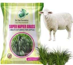 SRI SAI FORESTRY Super Napier Grass Seeds for Cattle, Multi Cut Grass Seed for Animal Fodder 6