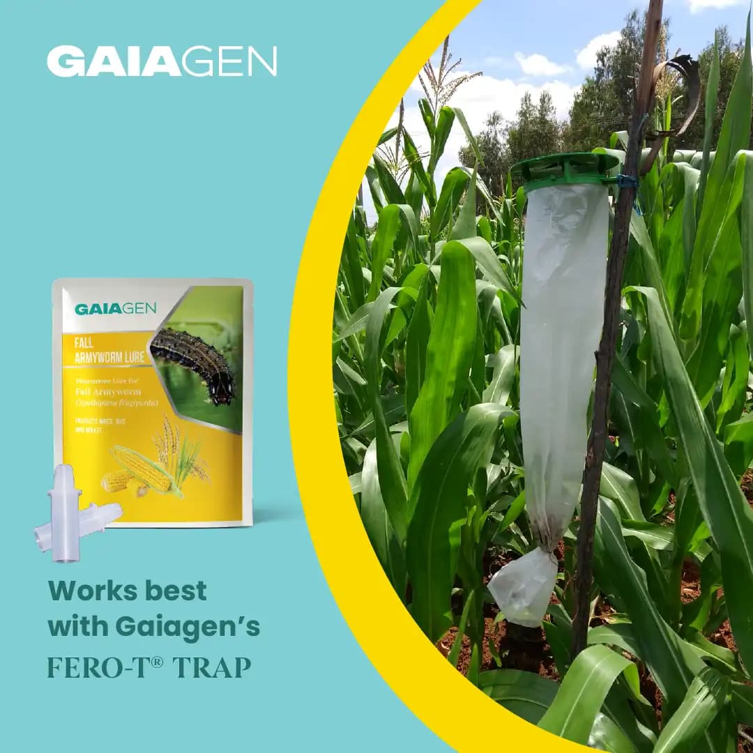 Gaiagen Fall Army Worm Pheromone Lure For Spodoptera Frugiperda And Insect Funnel Trap, IMO Certified - Image 9