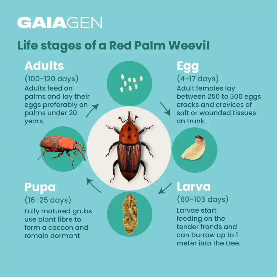 Gaiagen RPW Lure - Pheromone Lure For Red Palm Weevil (Rhynchophorus Ferrugineus) Pack Of 5 (Does Not Include Traps) - Image 6