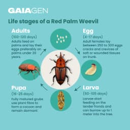 Gaiagen RPW Lure With Insect Bucket Traps, Pheromone Lure For Red Palm Weevil (Rhynchophorus Ferrugineus), IMO Certified. 6