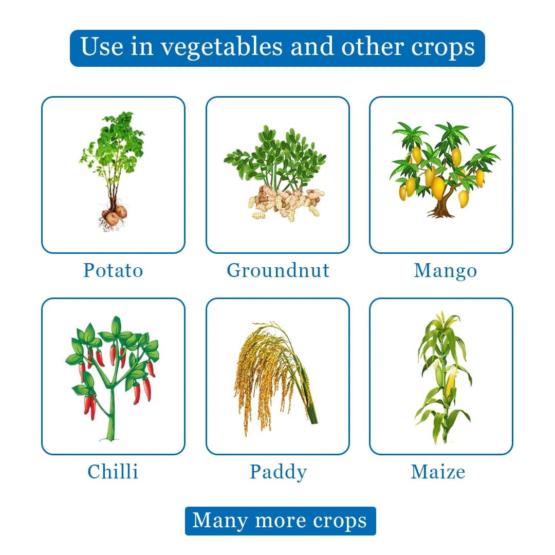 UPL Saaf Fungicide - Dual Action Broad Spectrum Controls Leaf Spot, Early Blight, Late Blight & Powdery Mildew in Chilli, Grapes, Mango, Paddy, Potato, Maize, Tea & Groundnut - Image 4