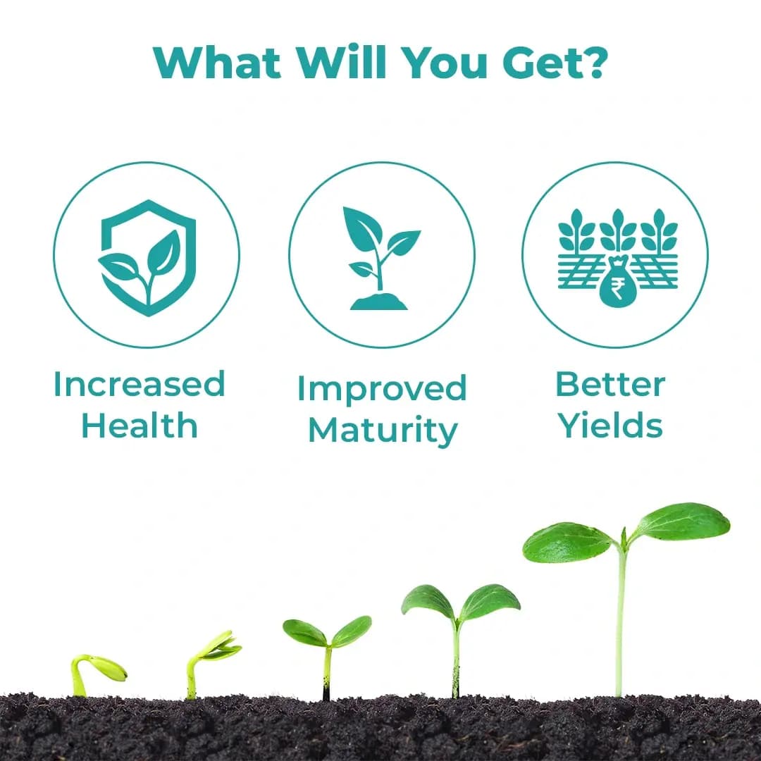 FOREVER - Special Plant Growth Promoter, Yield Enhancer, and Plant Immunity Booster (Humic Acid + Amino Acid + Seaweed Extract + Fulvic + Cytokinin) - Image 3