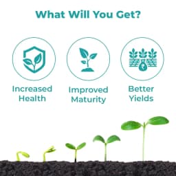 FOREVER - Special Plant Growth Promoter, Yield Enhancer, and Plant Immunity Booster (Humic Acid + Amino Acid + Seaweed Extract + Fulvic + Cytokinin) 3