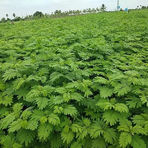 Sri Sai Forestry Hedge Lucerne Grass Seeds, Dashrath Grass Seed, Animal Fodder Seeds - Image 5