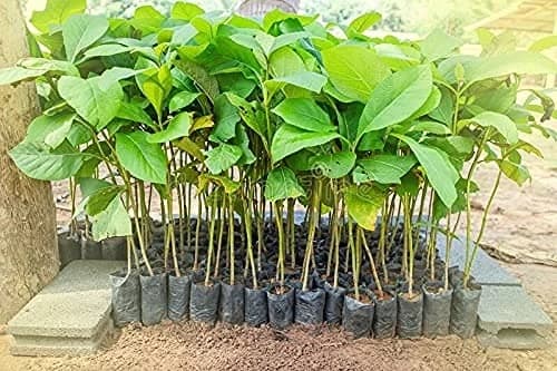SRI SAI FORESTRY - Teak wood seeds (Sagwan) Tree Seeds, Excellent For Germination - Image 9