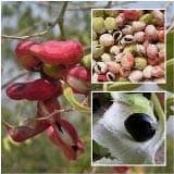 RK Seeds Madras Thorn Tamarind Seeds - Pithecellobium Dulce Seeds , Natural Seeds , Leaves Are Useful Livestock Feeds , Can Use For Shade , Shelter - Image 2