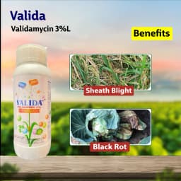 Sumitomo Valida Validamycin 3% L Fungicide, Enhanced Plant Health and Disease Management 2