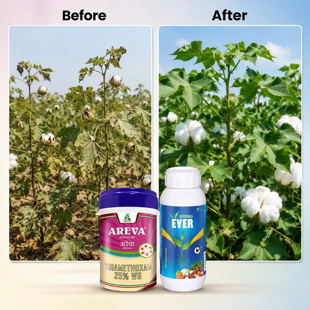 AgriBegri Super Combo (Areva 250 Gm + Spring Ever 1 Ltr) Plant Growth And Pest Control For Healthy Crops - Image 6
