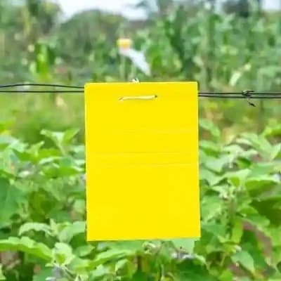 Sonkul Agro Industries Insect Killer Attractant Yellow Sticky Trap For Sucking Pest Like Aphids, Jassids, Thrips - Image 6