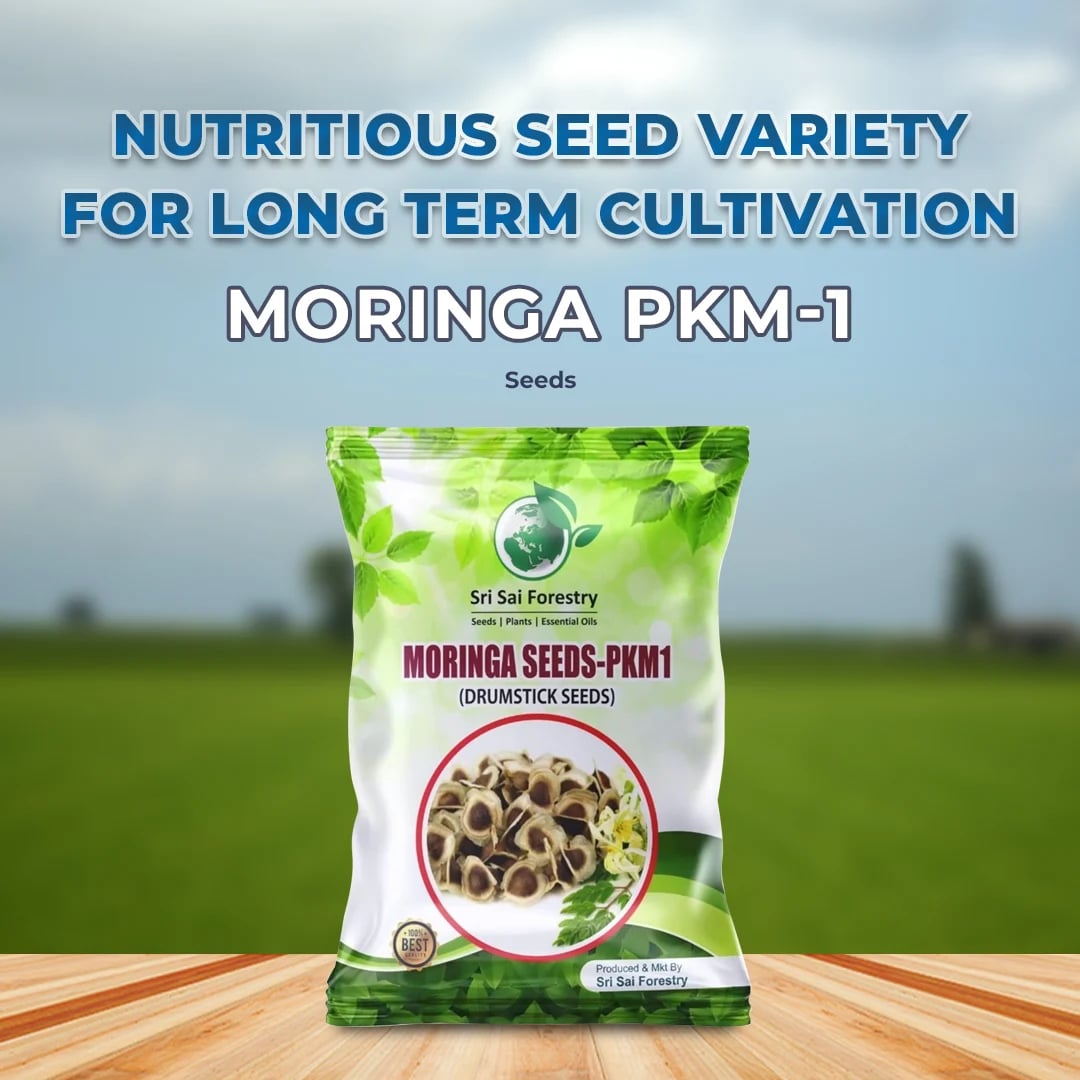 Sri Sai Forestry Moringa Seeds-PKM1 (Drumstick Seeds) Miracle Tree Seeds, Horseradish Tree Seed