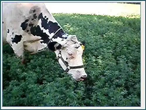 RK Seeds Combo Of Alfalfa seeds, Lucerne seeds And Hedge Lucerne Seeds, Cab Be used as animal fodder. - Image 6