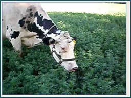 RK Seeds Combo Of Alfalfa seeds, Lucerne seeds And Hedge Lucerne Seeds, Cab Be used as animal fodder. 6