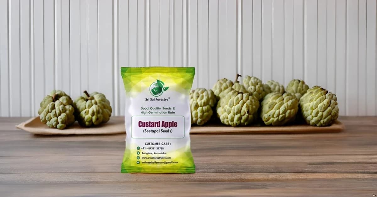 SRI SAI FORESTRY Custard Apple Seeds, Sitafal Ke Beej, Sugar Apple Seeds, Sweetsop Seeds, Annona squamosa Fruit Tree Seeds - Image 8