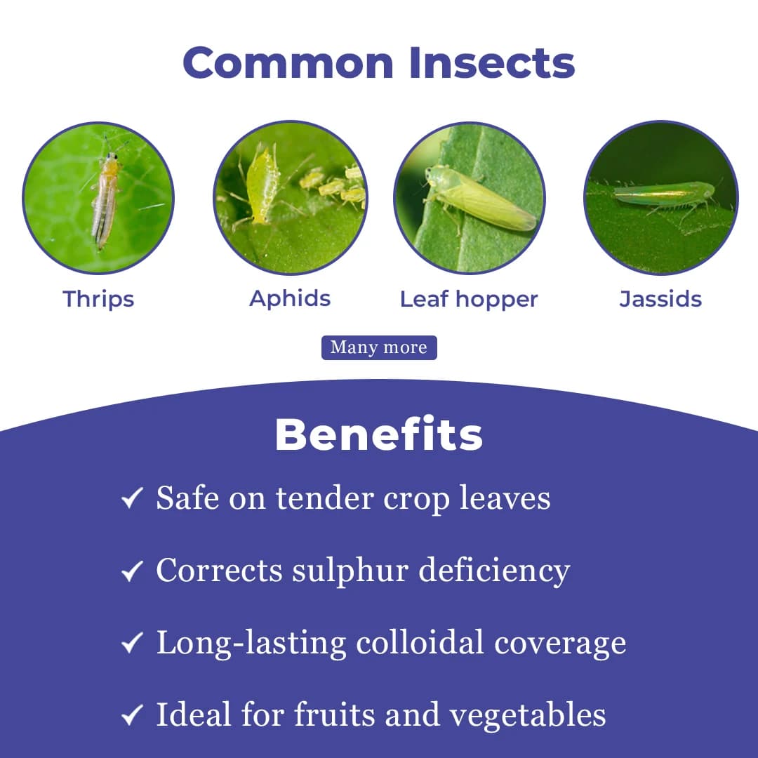 TrioMethoxam 25 Insecticide - Image 3