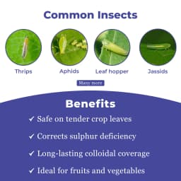 Titan Agritech TRIO METHOXAM 25 Thiamethoxam 25% WG Insecticides, Effective Control of Caterpillars, Mosquito and Other Flies In Crops 3