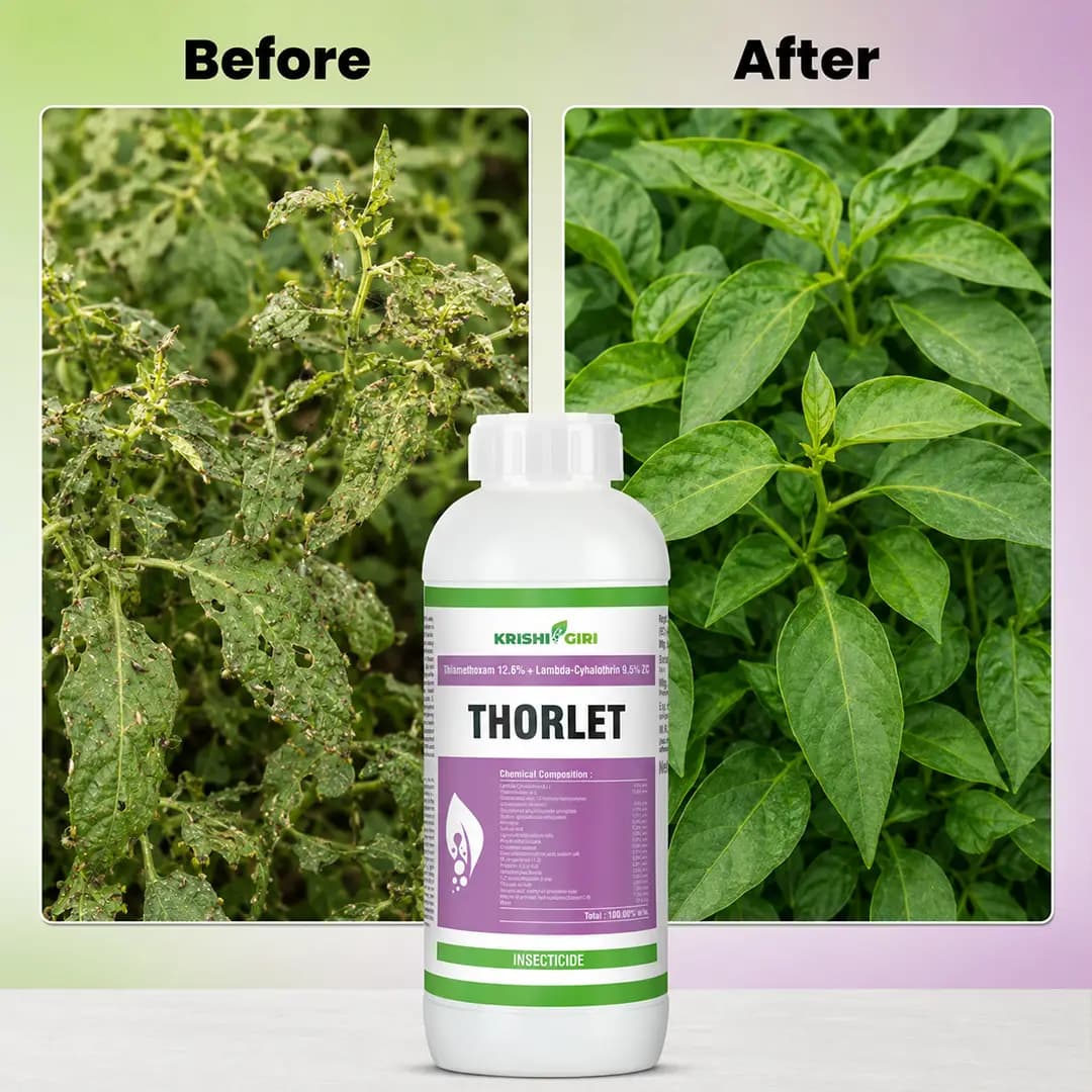 Thorlet Insecticide - Thiamethoxam 12.6% + Lambda Cyhalothrin 9.5% Zc - Image 2