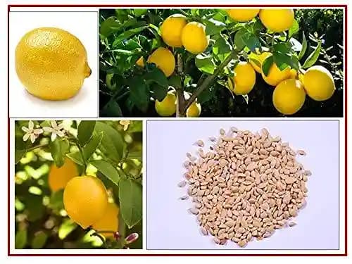 RK Seeds Lemon Seed, Lemon Seed For Planting Lemon Seed For All season, Best In Germination - Image 3