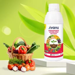 Green Revolution Jivanu PSB Phosphate Solubilizing Bacteria Liquid Bio Fertilizer, Improves Nutrient Uptake 5