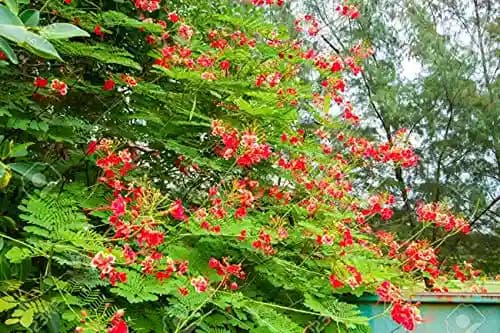 SRI SAI FORESTRY Caesalpinia pulcherrima, Peacock Flower, Rajamalli, Red Bird of Paradise Flowering Plant Seeds For Home Garden,Fencing & Terrace - Image 8