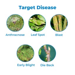 Kasu-B Fungicide - Kasugamycin 3% SL 3