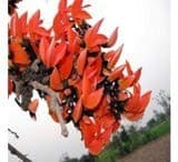 RK Seeds - Butea Monosperma Seeds , Palash seed, Flame Of Forest Tree Seeds - Ornamental Seeds Avenue Tree Seeds - Flowering Tree Seeds for planting - Image 1