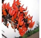 RK Seeds - Butea Monosperma Seeds , Palash seed, Flame Of Forest Tree Seeds - Ornamental Seeds Avenue Tree Seeds - Flowering Tree Seeds for planting