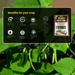 Chipk Pheromone Trap Funnel With Spodoptera Litura Lure For Brown Spotted & Tobacco Caterpillar, Useful In Cotton, Sunflower, Caster, Groundnut Crops. 3