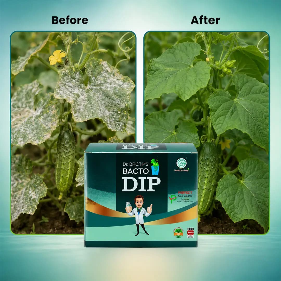 Dr. Bactos Bacto DIP, Beneficial Microorganisms, Helps To Protect The Bunch From Various Disease - Image 5