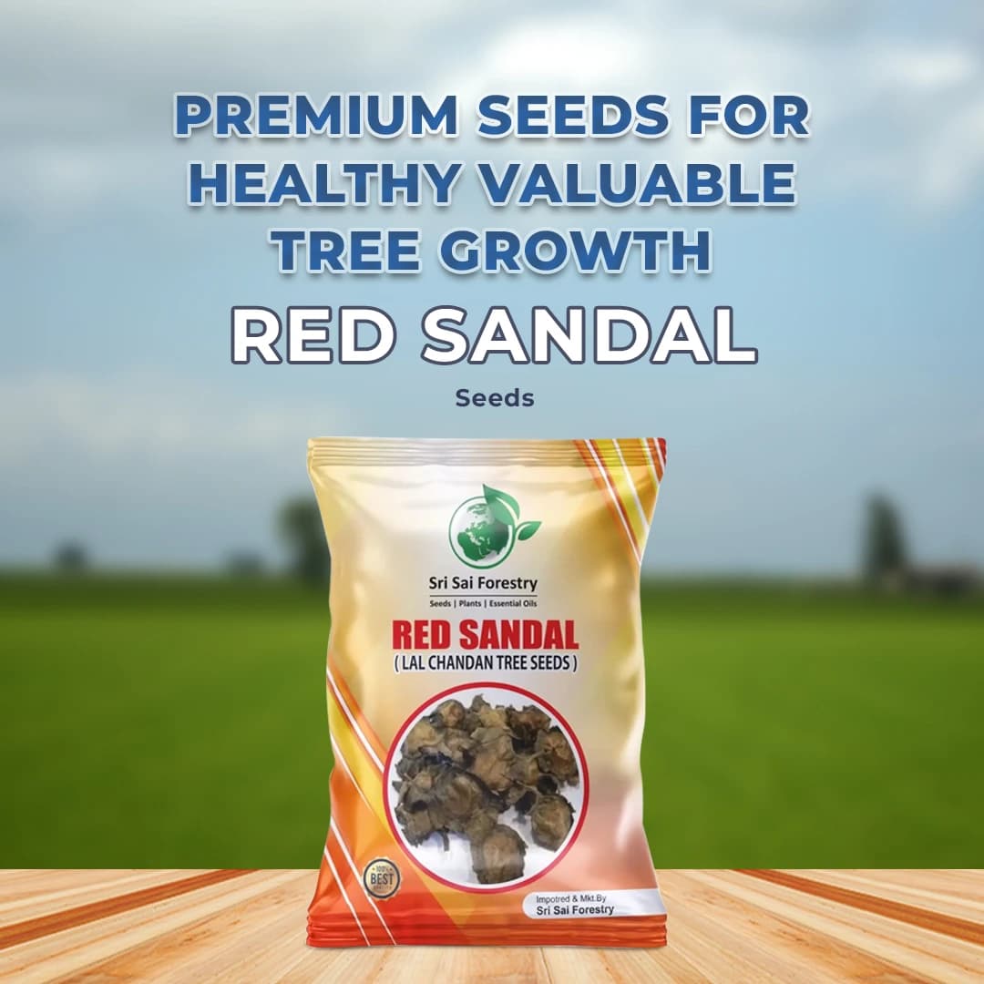 SRI SAI FORESTRY Red Sandal Seeds (Pterocarpus Santalinus , Lal Chandan or Raktachandan) - Image 2