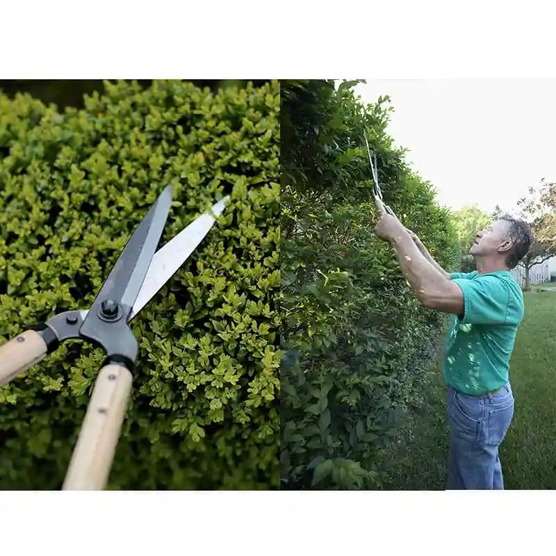 Heavy Garden Wooden Handle Grass Scissor Hedge Shears Cutter, High Quality Gardening Tools - Image 6