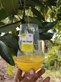Green Revolution TRI Trap And Fruit Fly Lure (Bactrocera Correcta, Bactrocera Zonata, Bactrocera Dorsalisa), Economically Affordable, Easy To Install 3