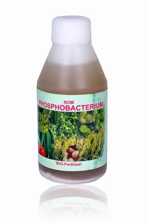 ROM Phosphobacterium (Liquid Bio Fertilizer) For Producing The Organic Acid. - Image 1