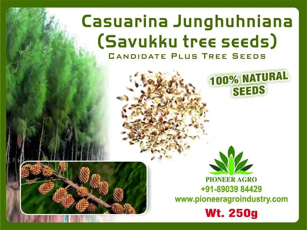 Casuarina Savukku Seeds - Image 1
